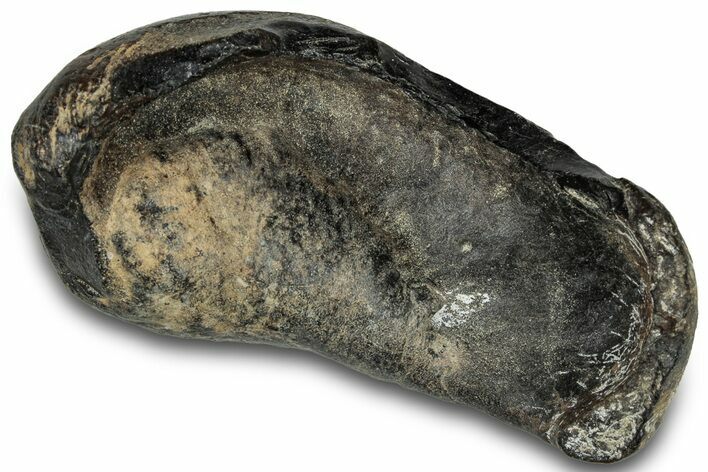 Large, Fossil Whale Ear Bone - South Carolina #301920